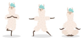 Set of stylish cartoon llamas in various poses of yoga. Vector illustrations isolated on white background. royalty free illustration Set of stylish cartoon llamas in various poses of yoga. Vector illustrations isolated on white background. royalty free illustration