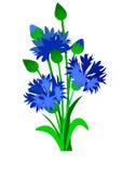 Web. Branch of blue cornflowers. Vector illustration. royalty free illustration Web. Branch of blue cornflowers. Vector illustration. royalty free illustration