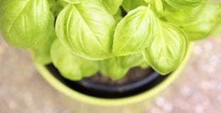 Fresh green basil leaves banner Royalty Free Stock Photography Fresh green basil leaves banner Royalty Free Stock Photography