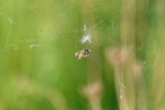 Web de aranha com vítima fotografia de stock royalty free Web de aranha com vítima fotografia de stock royalty free