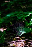 Web de aranha que incandesce na luz do sol no meio do mais forrest fotografia de stock royalty free Web de aranha que incandesce na luz do sol no meio do mais forrest fotografia de stock royalty free