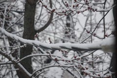Web de neige photographie stock Web de neige photographie stock