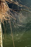 Web Spider Royalty Free Stock Photo Web Spider Royalty Free Stock Photo