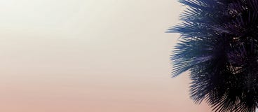 Website header and banner with copy space in light pink color and palm tree. royalty free stock photo Website header and banner with copy space in light pink color and palm tree. royalty free stock photo