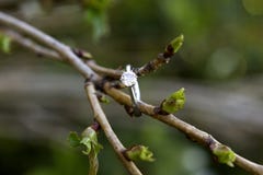 Wedding Ring On Tree Royalty Free Stock Photography Wedding Ring On Tree Royalty Free Stock Photography