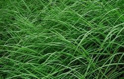 Free Weed In The Wind Royalty Free Stock Photo - 30717105