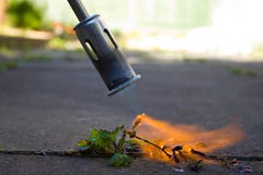 Free Weed Killer Royalty Free Stock Image - 19761416