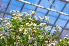 Weelderige kroon Crassula van een boom met bloeiende spruiten, witte bloemen royalty-vrije stock afbeeldingen Weelderige kroon Crassula van een boom met bloeiende spruiten, witte bloemen royalty-vrije stock afbeeldingen