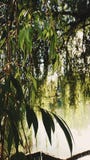Weeping willow bathed in sunlight stock photos Weeping willow bathed in sunlight stock photos