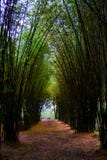 Weg door bamboe bos en licht eind het eind van tunnel royalty-vrije stock fotografie Weg door bamboe bos en licht eind het eind van tunnel royalty-vrije stock fotografie
