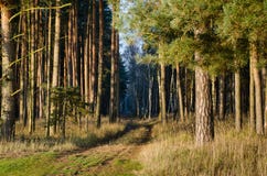 Weg in het zonnige bos Stock Afbeelding Weg in het zonnige bos Stock Afbeelding