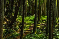 Weg zum Holz, in dem Sonnenlicht durch die Blätter glänzt lizenzfreie stockfotos Weg zum Holz, in dem Sonnenlicht durch die Blätter glänzt lizenzfreie stockfotos