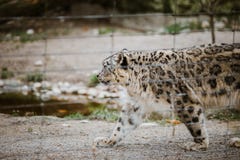 Wege eines erwachsene Schneeleoparden durch seinen Gebietsabschluß oben, Ansicht durch den Käfig am Basel-Zoo in der Schweiz Wolk Lizenzfreie Stockfotografie Wege eines erwachsene Schneeleoparden durch seinen Gebietsabschluß oben, Ansicht durch den Käfig am Basel-Zoo in der Schweiz Wolk Lizenzfreie Stockfotografie