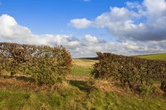 Weissdornhecke Mit Beeren Stockfoto Bild Von Beeren Weissdornhecke 78934056
