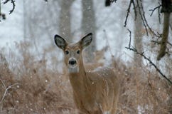 Wei?-angebundene Rotwild - Ontario, Kanada stockbilder Wei?-angebundene Rotwild - Ontario, Kanada stockbilder