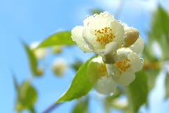 Wei?e Blumen des bl?henden Kirsch- oder Apfelbaums mit Wassertropfen lizenzfreie stockbilder Wei?e Blumen des bl?henden Kirsch- oder Apfelbaums mit Wassertropfen lizenzfreie stockbilder