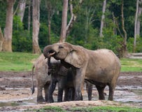 Weiblicher Elefant mit einem Baby lizenzfreies stockbild Weiblicher Elefant mit einem Baby lizenzfreies stockbild