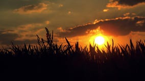 Weiblicher Landwirt auf dem bebauten landwirtschaftlichen Weizen-Gebiet im Sonnenuntergang stock video footage Weiblicher Landwirt auf dem bebauten landwirtschaftlichen Weizen-Gebiet im Sonnenuntergang stock video footage