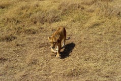 Weiblicher Lion Stalking im Serengeti stockfoto Weiblicher Lion Stalking im Serengeti stockfoto
