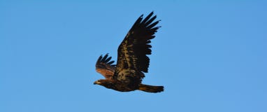 Weiblicher Weißkopfseeadler stockfoto Weiblicher Weißkopfseeadler stockfoto