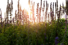 Weichzeichnungs-Lavendel blüht auf dem Gebiet bei Sonnenuntergang lizenzfreies stockbild Weichzeichnungs-Lavendel blüht auf dem Gebiet bei Sonnenuntergang lizenzfreies stockbild