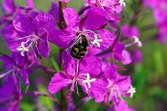 Weide-Kraut rosa Epilobiumblumen lizenzfreies stockfoto Weide-Kraut rosa Epilobiumblumen lizenzfreies stockfoto