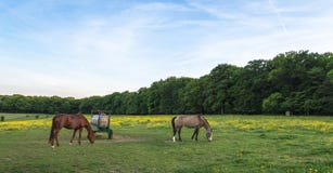 Weide met het bloeiende wilde bloemen en paarden weiden Royalty-vrije Stock Fotografie Weide met het bloeiende wilde bloemen en paarden weiden Royalty-vrije Stock Fotografie