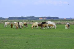 Weide met koeien Texel royalty-vrije stock afbeelding Weide met koeien Texel royalty-vrije stock afbeelding