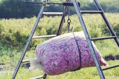Weight Roses Plastic Bag Ladder Agriculture Agronomy Industry Aroma Cosmetic Plantation Blossom Bloom Royalty Free Stock Photography Weight Roses Plastic Bag Ladder Agriculture Agronomy Industry Aroma Cosmetic Plantation Blossom Bloom Royalty Free Stock Photography