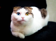 Weihnachten - kleine Katze mit unterschiedlicher Augenfarbe lizenzfreies stockfoto Weihnachten - kleine Katze mit unterschiedlicher Augenfarbe lizenzfreies stockfoto