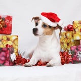 Weihnachts-Jack Russell-Terrier mit Geschenken stockfotos Weihnachts-Jack Russell-Terrier mit Geschenken stockfotos