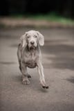 Weimaraner de chiot courant et regardant la caméra images stock Weimaraner de chiot courant et regardant la caméra images stock