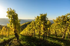 Weinberge in Stuttgart - sch?ne Weinregion im S?den von Deutschland stockfotos Weinberge in Stuttgart - sch?ne Weinregion im S?den von Deutschland stockfotos