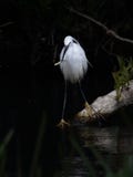Weinig Aigrette met vissen royalty-vrije stock afbeelding Weinig Aigrette met vissen royalty-vrije stock afbeelding