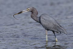 Weinig Blauwe Reiger die een jeugdtrumpetfish in een getijdevertraging vangen royalty-vrije stock afbeelding Weinig Blauwe Reiger die een jeugdtrumpetfish in een getijdevertraging vangen royalty-vrije stock afbeelding