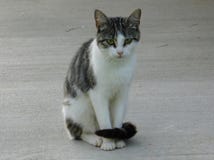 Weinig grijs en wit kattenportret royalty-vrije stock foto's Weinig grijs en wit kattenportret royalty-vrije stock foto's