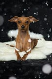 Weinig hond met engelenvleugels Royalty-vrije Stock Foto Weinig hond met engelenvleugels Royalty-vrije Stock Foto