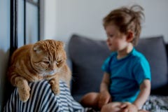 Weinig spel van de peuterjongen met een Schotse vouwenkat stock foto's Weinig spel van de peuterjongen met een Schotse vouwenkat stock foto's