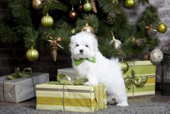 Weinig wit mooi hond Maltees puppy stock foto's Weinig wit mooi hond Maltees puppy stock foto's