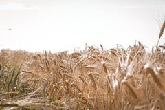Weizen-Ernte-Feld Ohren des goldenen Weizenabschlusses oben Reifende Ohren des Weizenfeldhintergrundes Reiches Ernte Konzept stockbild Weizen-Ernte-Feld Ohren des goldenen Weizenabschlusses oben Reifende Ohren des Weizenfeldhintergrundes Reiches Ernte Konzept stockbild