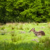 Weiß-angebundenes Rotwild Odocoileus virginianus lizenzfreies stockbild Weiß-angebundenes Rotwild Odocoileus virginianus lizenzfreies stockbild