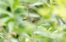 Weißaugenvireosingvogel, der in Bradford Pear Tree, Georgia USA singt stockfotos Weißaugenvireosingvogel, der in Bradford Pear Tree, Georgia USA singt stockfotos