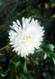 Weiße Aster lizenzfreie stockbilder Weiße Aster lizenzfreie stockbilder