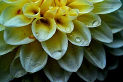 Weiße Blume im Makro mit Wassertropfen stockfoto Weiße Blume im Makro mit Wassertropfen stockfoto