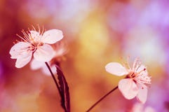 Weiße Blüten der Kirsche mit unscharfem rosa Hintergrund Niederlassungen der Kirsche Bl?ht Kirschnahaufnahme Natur-Sch?nheit ?ber stockfoto Weiße Blüten der Kirsche mit unscharfem rosa Hintergrund Niederlassungen der Kirsche Bl?ht Kirschnahaufnahme Natur-Sch?nheit ?ber stockfoto