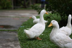 Weiße Ente auf dem Garten Lizenzfreie Stockbilder Weiße Ente auf dem Garten Lizenzfreie Stockbilder