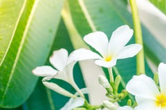 Weiße gelbe Plumeria spp-Frangipaniblume Lizenzfreie Stockfotos Weiße gelbe Plumeria spp-Frangipaniblume Lizenzfreie Stockfotos