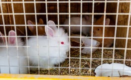 Weiße Kaninchen mit roten Augen in einem Käfig stockbild Weiße Kaninchen mit roten Augen in einem Käfig stockbild