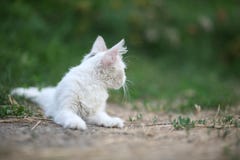Weiße Katze, die aus den Grund liegt lizenzfreies stockbild Weiße Katze, die aus den Grund liegt lizenzfreies stockbild
