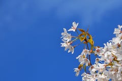 Weiße Kirschblüte über Abschluss des blauen Himmels oben lizenzfreie stockbilder Weiße Kirschblüte über Abschluss des blauen Himmels oben lizenzfreie stockbilder